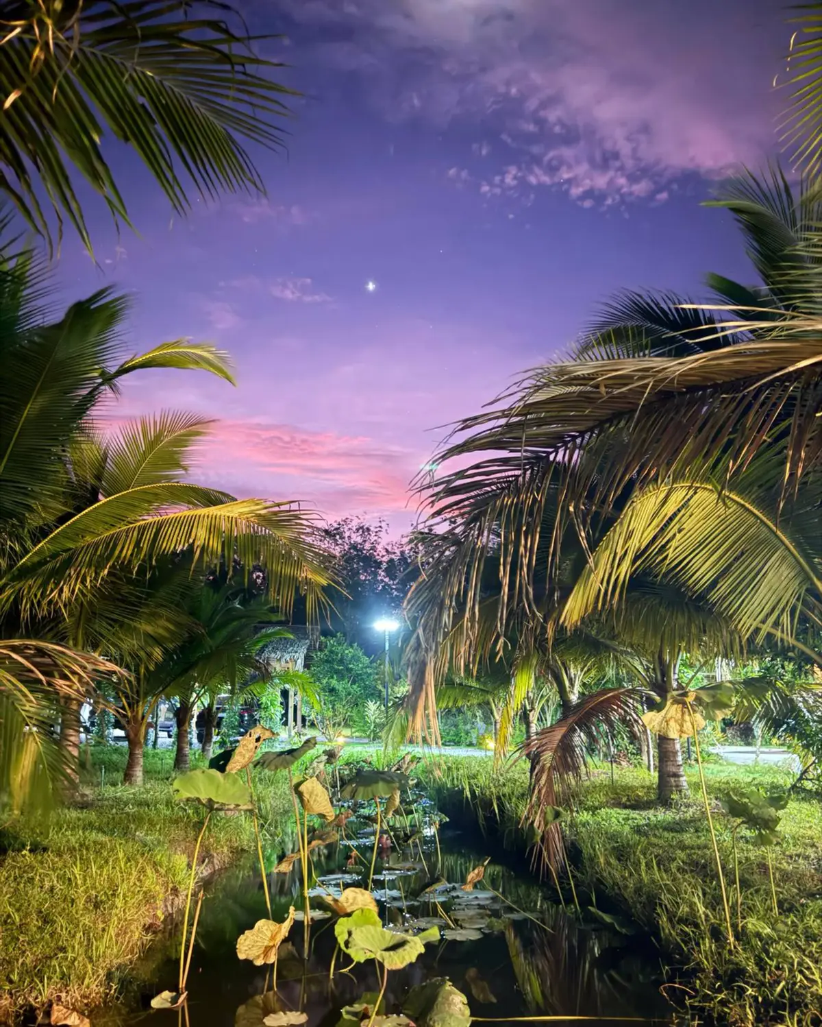Palm trees under a pink dusk sky