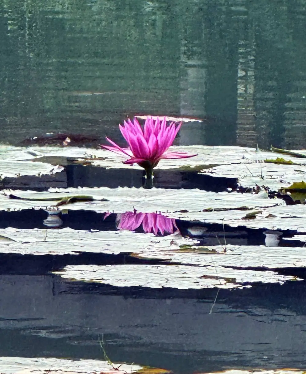 Pink water lily on dark water